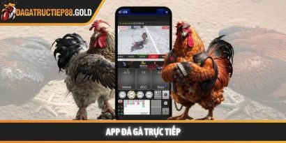 App đá gà trực tiếp và xu hướng giải trí hiện đại