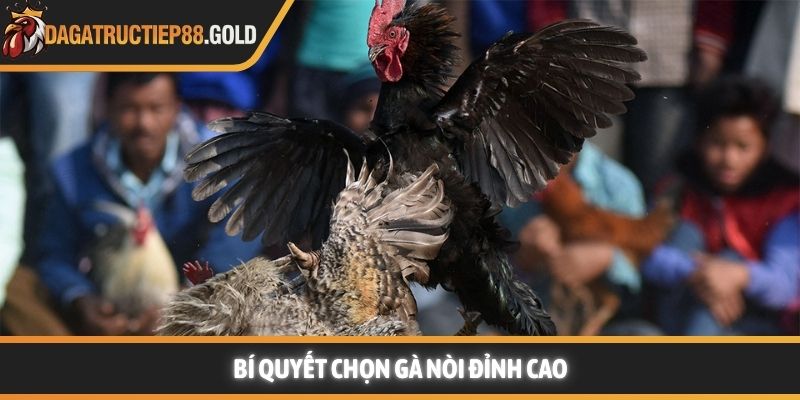 Bí quyết chọn gà nòi đỉnh cao
