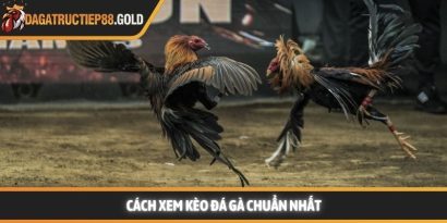Cách xem kèo đá gà và bí thuật làm chủ mọi sàn đấu