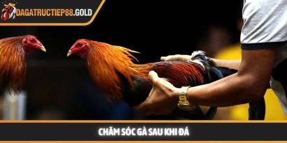 Chăm sóc gà sau khi đá và kỹ thuật phục hồi chiến kê