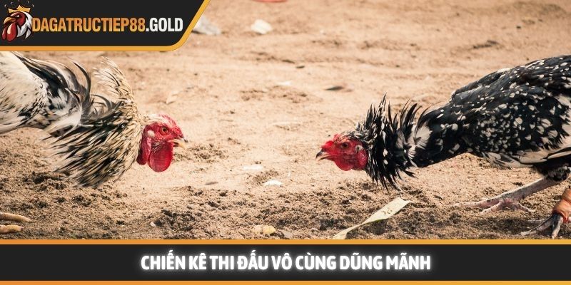 Chiến kê thi đấu vô cùng dũng mãnh