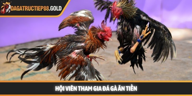 Hội viên tham gia Đá gà ăn tiền