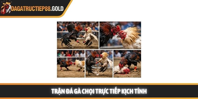 Trận đá gà chọi trực tiếp kịch tính