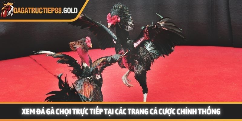 Trải nghiệm xem đá gà chọi trực tiếp tại các trang cá cược chính thống
