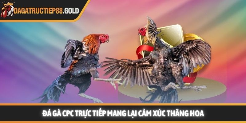 Đá gà CPC trực tiếp mang lại cảm xúc thăng hoa