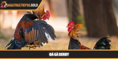 Đá gà derby và những trải nghiệm giải trí đỉnh cao