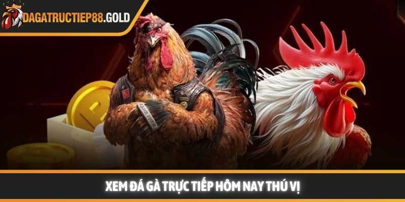 Xem đá gà trực tiếp hôm nay thú vị