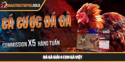 Đá gà giải 4 con gà Việt và sức hấp dẫn của đấu trường chiến kê