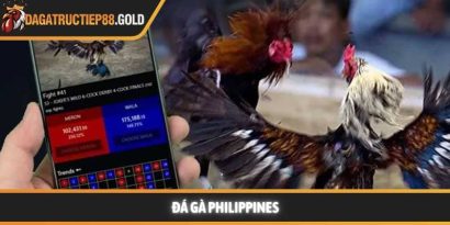 Trận đấu Đá gà Philippines kịch tính