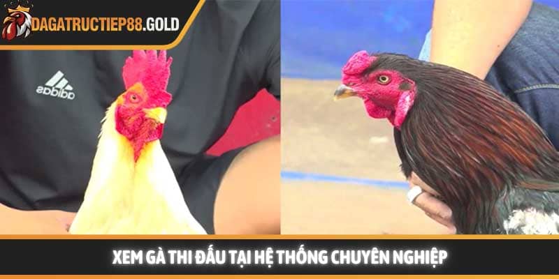 Xem gà thi đấu tại hệ thống chuyên nghiệp