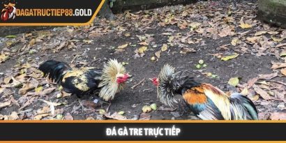 Đá gà tre trực tiếp và những trải nghiệm đỉnh cao hiện nay