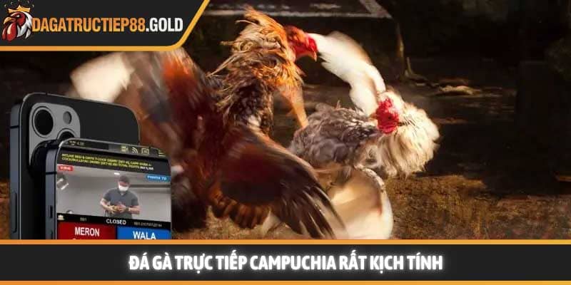 Đá gà trực tiếp Campuchia rất hấp dẫn và kịch tính