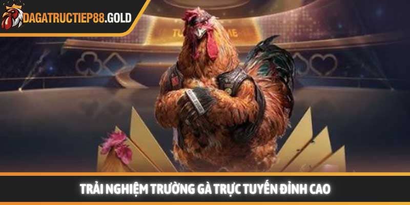 Trải nghiệm trường gà giải trí trực tuyến đỉnh cao