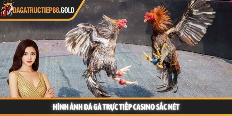 Hình ảnh Đá gà trực tiếp casino sắc nét