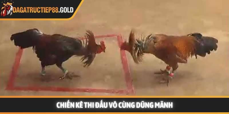Chiến kê thi đấu dũng mãnh