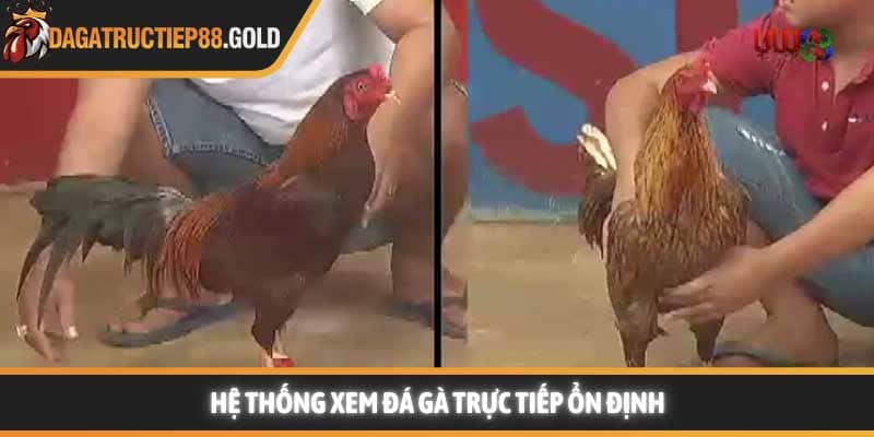Hệ thống xem đá gà trực tiếp ổn định