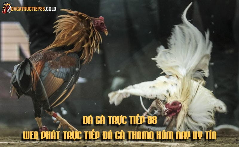 Dagatructiep88 là nền tảng phát trực tiếp đá gà Thomo uy tín hàng đầu