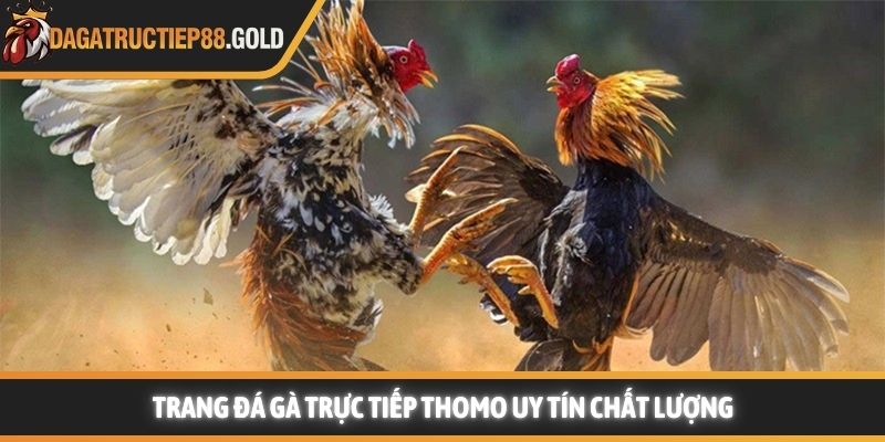 Trang Đá Gà Trực Tiếp Thôm uy tín chất lượng