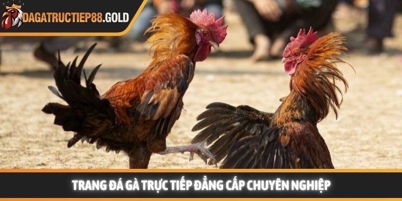 Trang Đá Gà Trực Tiếp đẳng cấp chuyên nghiệp