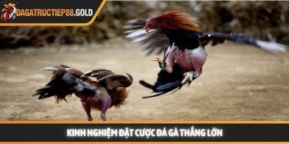Kinh nghiệm đặt cược đá gà và bí thuật làm chủ sàn đấu