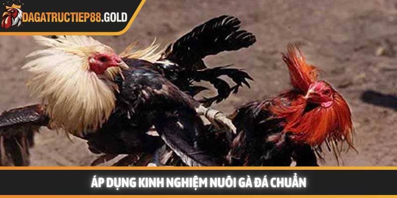 Áp dụng kinh nghiệm nuôi gà đá chuẩn