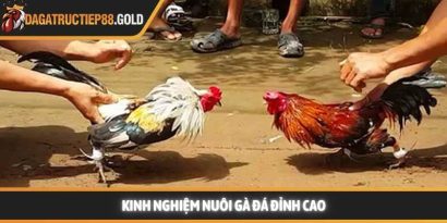Áp dụng kinh nghiệm nuôi gà đá chuẩn