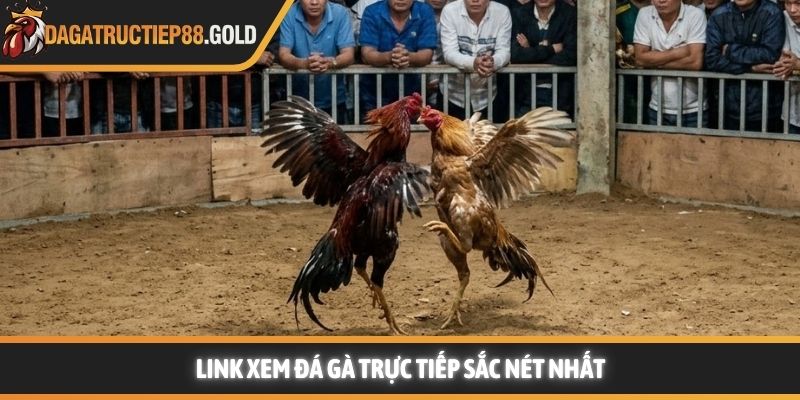 Link xem đá gà trực tiếp sắc nét nhất