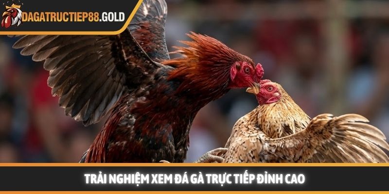 Trải nghiệm xem đá gà trực tiếp đỉnh cao