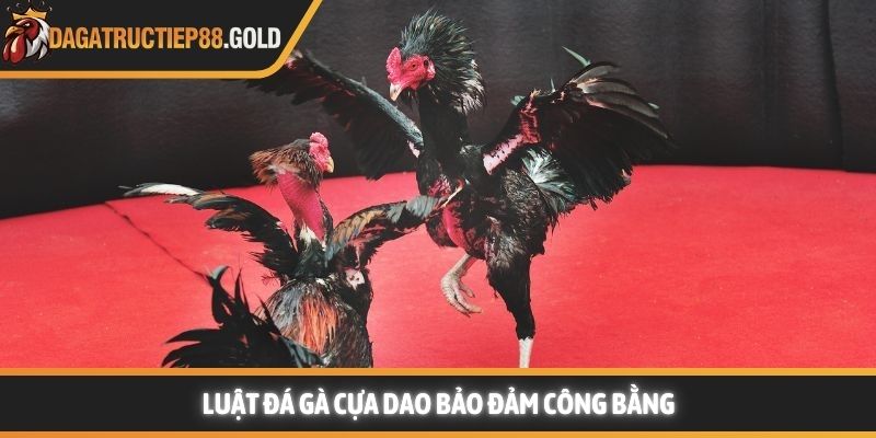 Luật đá gà cựa dao bảo đảm công bằng