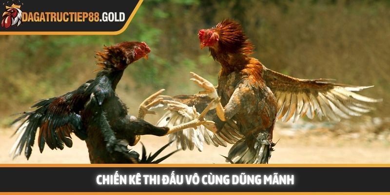 Chiến kê thi đấu tại trường gà vô cùng dũng mãnh