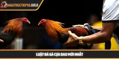 Luật đá gà cựa dao và những tiêu chuẩn vàng trong thi đấu