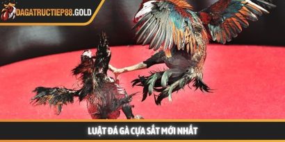 Luật đá gà cựa sắt cùng các quy tắc thi đấu chuyên nghiệp mang lại một môi trường giải trí công bằng cho mọi thành viên đam mê bộ môn này. Việc nắm vững các quy định giúp hội viên tự tin hơn khi đưa ra những quyết định chính xác tại các đấu trường lớn. Trang Đá Gà Trực Tiếp luôn cập nhật nhanh chóng các kiến thức về quy chế thi đấu và kinh nghiệm chọn chiến kê dũng mãnh. Hệ thống luật đá gà cựa sắt nền tảng tại các đấu trường lớn Tìm hiểu luật đá gà cựa sắt minh bạch Việc áp dụng luật đá gà cựa sắt giúp đảm bảo tính minh bạch và chuyên nghiệp cho từng trận đấu diễn ra tại các bồ gà danh tiếng. Hệ thống quy định này được thiết kế để bảo vệ quyền lợi của chủ kê cũng như tạo sự hào hứng cho người xem đá gà trực tiếp hôm nay. Khi các quy tắc được tuân thủ nghiêm ngặt, hội viên sẽ dễ dàng đánh giá được năng lực thực tế của các chiến kê trên sân. Nền tảng luôn khuyến khích thành viên tìm hiểu kỹ các tiêu chuẩn về cân nặng và cựa để có cái nhìn tổng quan nhất. Sự rõ ràng trong khâu tổ chức giúp nâng cao uy tín của các giải đấu lớn như Trực tiếp đá gà Thomo hay các đấu trường quốc tế khác. Những quy định này không chỉ là rào cản kỹ thuật mà còn là bệ phóng giúp các chiến kê tỏa sáng rực rỡ dưới sự chứng kiến của đông đảo người hâm mộ. Để hiểu rõ hơn về cách thức vận hành, chúng ta sẽ đi sâu vào từng khía cạnh chi tiết của các quy định hiện hành. Những tiêu chuẩn này được áp dụng đồng bộ để tạo nên những màn trình diễn kịch tính và đầy sức thuyết phục. Quy trình kiểm tra cân nặng và trang bị vũ khí Trước khi trận đấu bắt đầu, các trọng tài sẽ tiến hành cân đo trọng lượng của từng chiến kê để đảm bảo sự tương đồng. Theo luật đá gà cựa sắt, những cá thể có sự chênh lệch cân nặng quá lớn sẽ không được phép thi đấu cùng nhau nhằm giữ vững sự công bằng. Việc trang bị cựa sắt cũng phải tuân thủ kích thước và độ sắc bén quy định để bảo vệ tính nhân văn trong thể thao. Các thành viên có thể tham khảo thêm tại https://www.jyotinews.in/ để nắm bắt các thông số kỹ thuật mới nhất về trang bị cho gà nòi. Quy định về thời gian thi đấu và các hiệp đấu Mỗi trận đấu thường được chia thành nhiều hiệp, mỗi hiệp có thời gian kéo dài khoảng mười lăm phút tùy theo quy định của ban tổ chức. Giữa các hiệp đấu, chiến kê sẽ có thời gian nghỉ ngơi để được nài gà chăm sóc và hồi phục thể lực nhanh chóng. Luật đá gà cựa sắt quy định rất rõ về số phút nghỉ ngơi nhằm đảm bảo sức khỏe tốt nhất cho các đấu sĩ trước khi tiếp tục. Sự sắp xếp thời gian khoa học giúp trận đấu duy trì được nhịp độ căng thẳng nhưng vẫn rất chuyên nghiệp và hấp dẫn. Vai trò quan trọng của trọng tài điều hành trận đấu Trọng tài là người có quyền quyết định cao nhất trên sân và luôn giám sát chặt chẽ mọi hành động của hai chiến kê cũng như người nài. Họ có nhiệm vụ thực thi luật đá gà cựa sắt một cách công tâm để đảm bảo không có bất kỳ hành vi gian lận nào xảy ra. Khi có tình huống tranh chấp hoặc gà bị dính cựa, trọng tài sẽ ra hiệu tạm dừng để xử lý kịp thời và chính xác nhất. Sự hiện diện của những người cầm cân nảy mực giúp hội viên hoàn toàn yên tâm vào kết quả cuối cùng của mỗi cuộc đối đầu. Cách thức phân định thắng thua theo luật đá gà cựa sắt hiện nay Chiến kê thi đấu tại trường gà vô cùng dũng mãnh Quy tắc phân định thắng thua vô cùng công bằng Việc xác định kết quả thắng bại trong luật đá gà cựa sắt dựa trên những tiêu chí cụ thể và rõ ràng để tránh mọi tranh cãi. Một chiến kê được tuyên bố giành chiến thắng khi đối thủ không còn khả năng tiếp tục thi đấu hoặc bỏ chạy khỏi vòng tròn quy định. Web Đá Gà Trực Tiếp ghi nhận rằng sự kiên cường của các chiến kê thường mang lại những kết quả tích cực và đầy bất ngờ cho người theo dõi. Các thành viên luôn cảm thấy hài lòng khi chứng kiến những quyết định xử lý tình huống thấu tình đạt lý từ ban tổ chức. Hệ thống luôn ưu tiên những trận đấu có sự cống hiến hết mình và tuân thủ tuyệt đối quy tắc ứng xử trên sới gà chuyên nghiệp. Khi tham gia theo dõi đá gà Thomo trực tiếp hoặc đá gà trực tiếp Campuchia, người chơi sẽ thấy sự nhất quán trong cách vận hành giải đấu. Dưới đây là bảng tóm tắt một số trường hợp phân định thắng thua phổ biến: Trường hợp Kết quả theo quy định Một trong hai con bị chết hoặc gục tại chỗ Con còn lại giành chiến thắng Chiến kê bỏ chạy hoặc không tấn công trong thời gian quy định Bị xử thua theo luật hiện hành Cả hai con cùng không thể thi đấu sau khi trọng tài kiểm tra Kết quả hòa được ghi nhận Chủ kê vi phạm quy định về trang bị hoặc hành vi Bị truất ngay quyền thi đấu tức thì Việc nắm lòng luật đá gà cựa sắt giúp hội viên nâng cao trải nghiệm và đưa ra những dự đoán chính xác hơn khi theo dõi đá gà trực tiếp. Sự minh bạch trong luật chơi chính là nền tảng vững chắc để xây dựng một cộng đồng đam mê bền vững và uy tín. Luật đá gà cựa sắt luôn là kim chỉ nam giúp duy trì sự chuyên nghiệp và minh bạch cho mọi trận đấu đỉnh cao trên toàn thế giới. Hội viên tuân thủ đúng các nguyên tắc này sẽ bảo vệ được quyền lợi và nâng cao cơ hội nhận thưởng lớn từ hệ thống giải trí uy tín. Web Đá Gà Trực Tiếp cam kết đồng hành cùng người chơi để xây dựng một cộng đồng giải trí lành mạnh và bền vững nhất trong tương lai.
