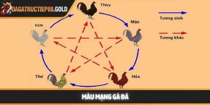 Màu mạng gà đá – Bí quyết chọn chiến kê theo ngũ hành