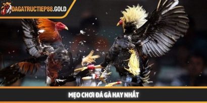 Mẹo chơi đá gà và bí thuật làm chủ mọi sàn đấu đỉnh cao