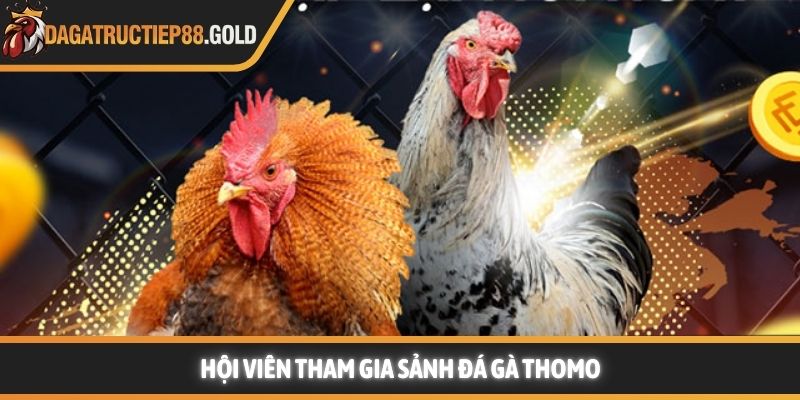 Hội viên tham gia sảnh đá gà Thomo