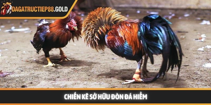 Chiến kê sở hữu đòn đá hiểm