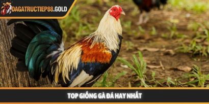Top giống gà đá hay nhất và bí quyết chọn chiến kê vô địch
