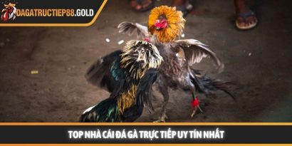 Top 5 nhà cái đá gà trực tiếp uy tín và tiêu chuẩn lựa chọn