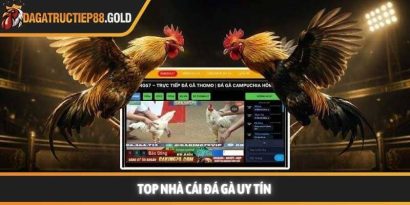 Top nhà cái đá gà uy tín và tiêu chuẩn lựa chọn sân chơi chuyên nghiệp