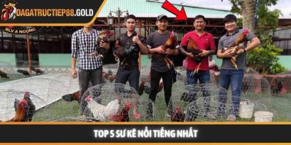 Sư kê nổi tiếng và nghệ thuật đào tạo chiến kê đỉnh cao