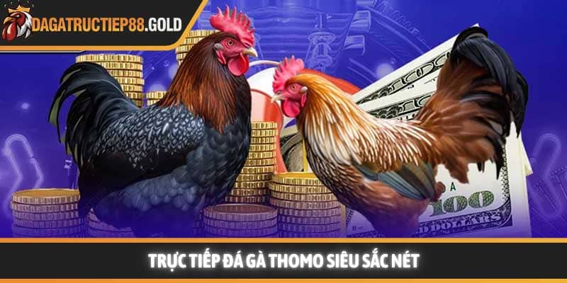 Trực tiếp đá gà Thomo full HD siêu sắc nét