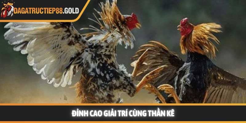 Đỉnh cao giải trí cùng thần kê