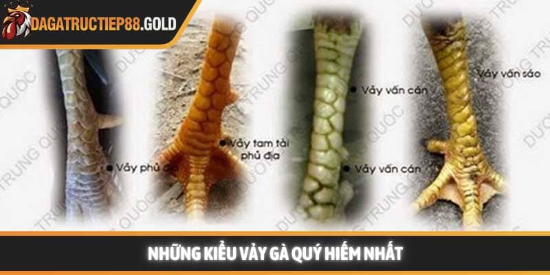 Những kiểu vảy gà quý hiếm nhất