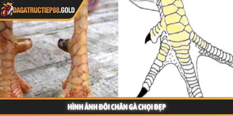 Hình ảnh đôi chân gà chọi đẹp