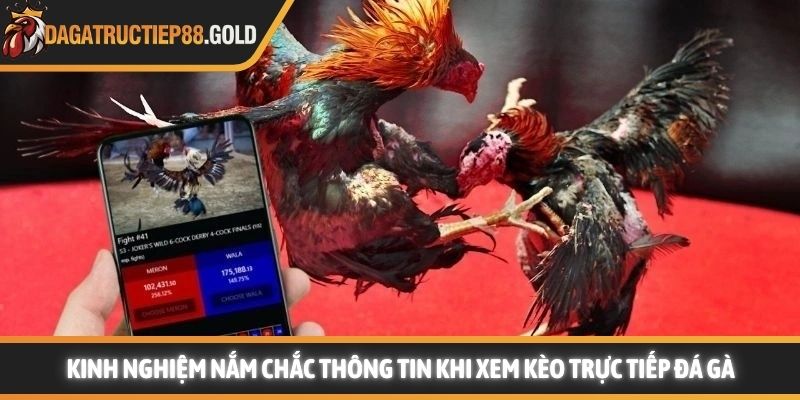 Kinh nghiệm nắm chắc thông tin khi xem kèo trực tiếp đá gà