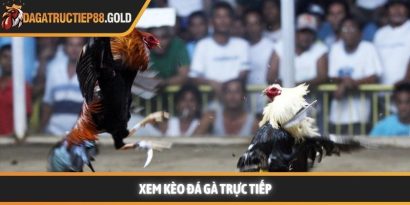 Xem kèo đá gà trực tiếp và bí quyết nhận định chính xác nhất