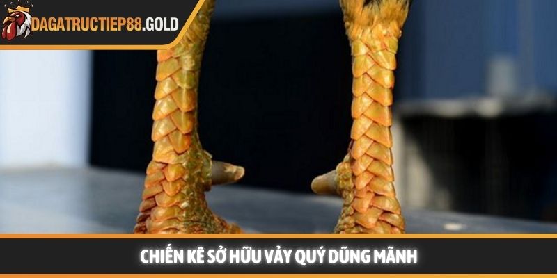 Chiến kê sở hữu vảy quý dũng mãnh
