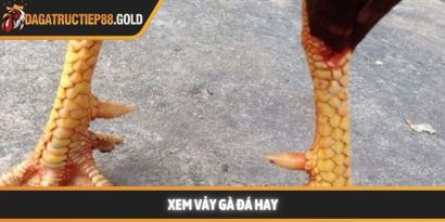 Xem vảy gà đá và bí quyết chọn chiến kê dũng mãnh