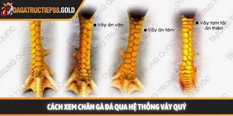 Cách xem chân gà đá qua hệ thống vảy quý