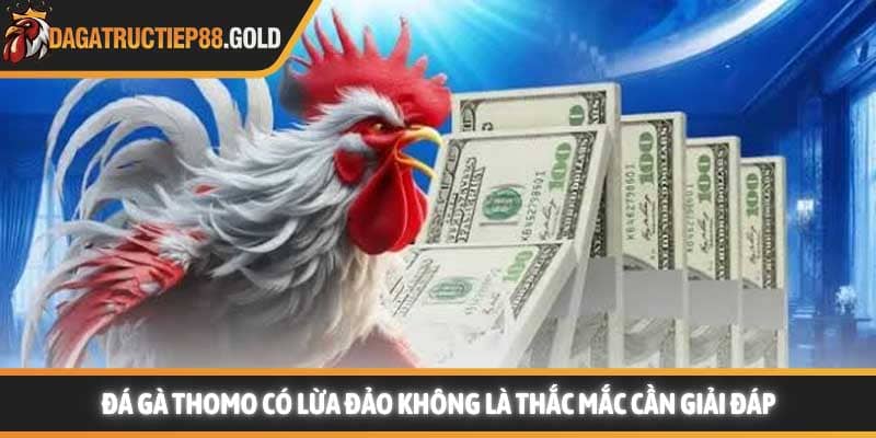 Đá gà Thomo có lừa đảo không là thắc mắc cần giải đáp